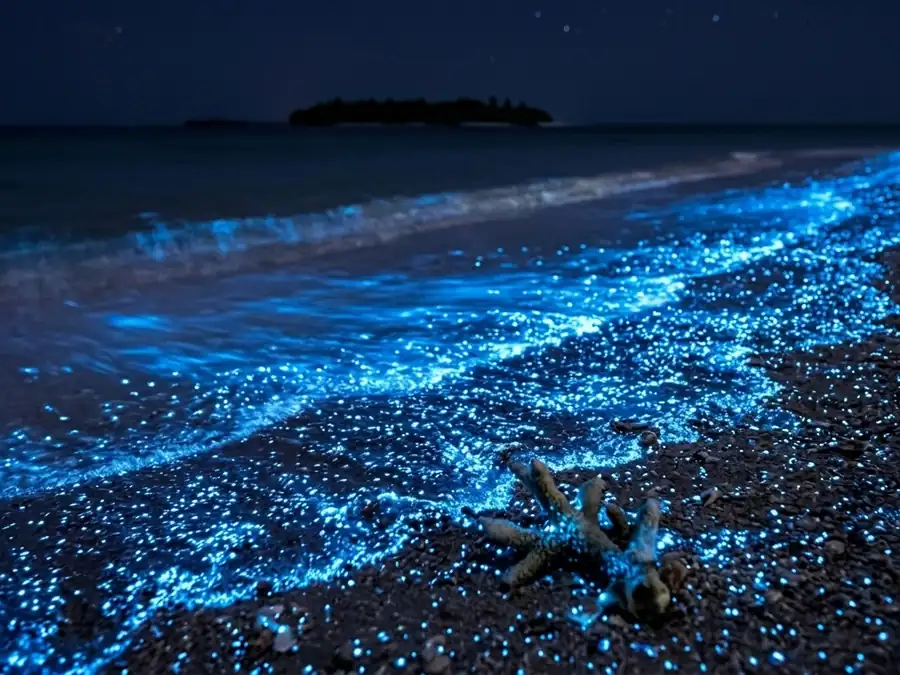 Orilla de arena de noche con el agua encendida de puntos azules por el plancton bioluminiscente