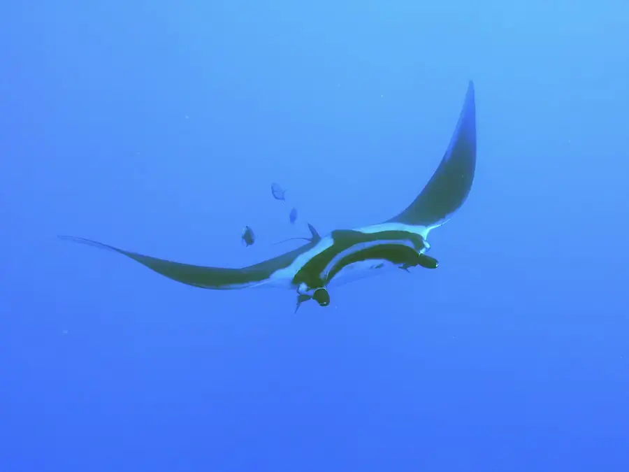 Mantarraya nadando en agua azul con dos buzos debajo